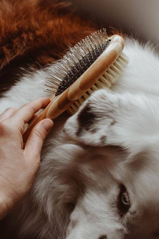 Zefiro | Dog Brush