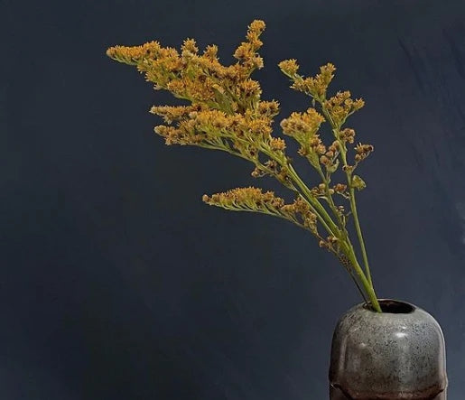 Color Atelier | Lime Wash Paint - Minuit