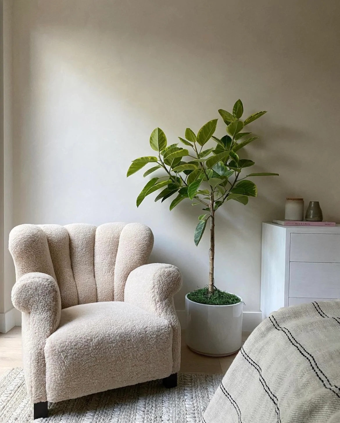 Color Atelier | Lime Wash Paint - Wabi