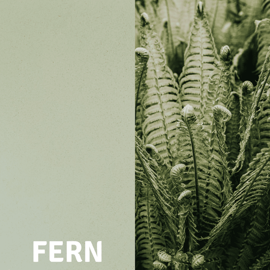 Fern