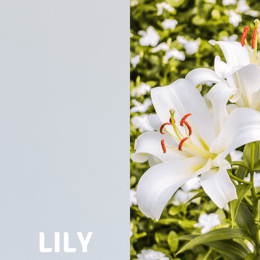 Lilly