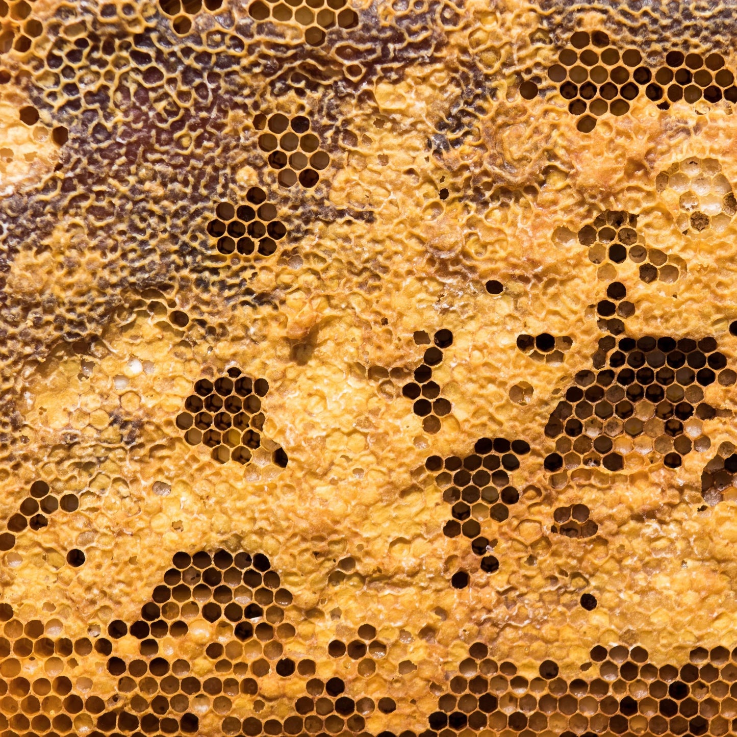 2kg liquid beeswax