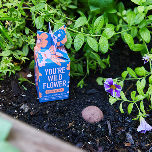 Modern Sprout | You're Wild Flower Seed Bomb